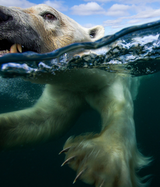 Illustration for article titled The best nature photo of the year is this badass polar bear